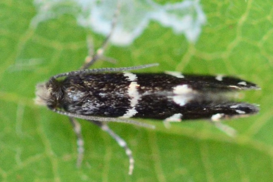 Infurcitinea argentimaculella