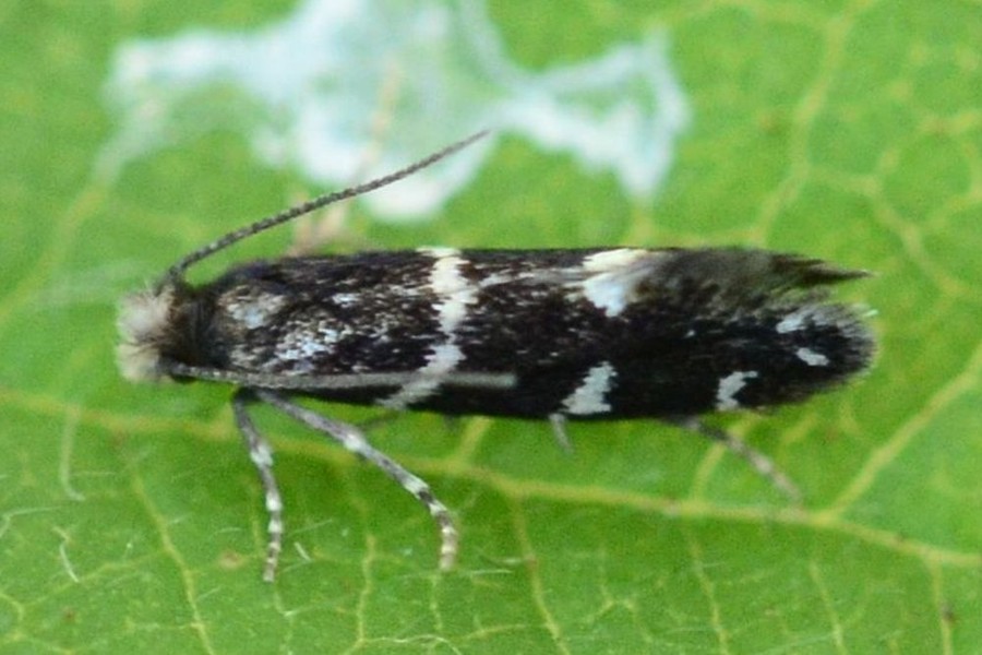 Infurcitinea argentimaculella