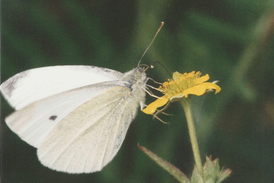 Kleiner Kohlweißling