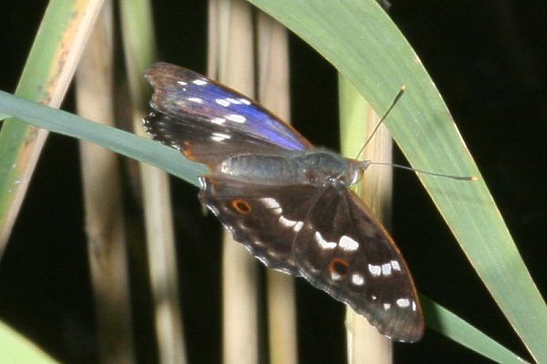 Kleiner Schillerfalter