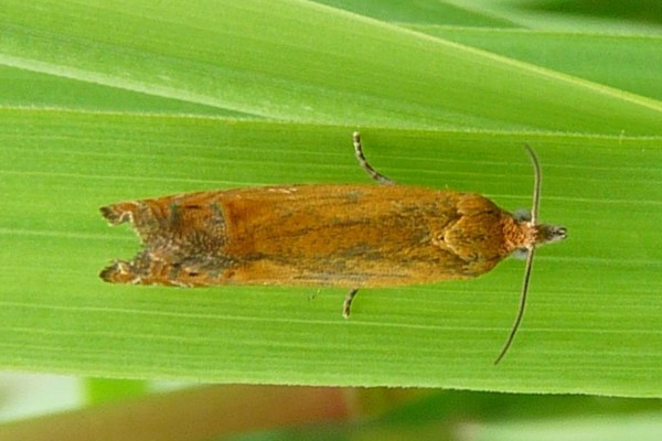 Lathronympha strigana