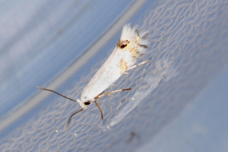 Leucoptera laburnella