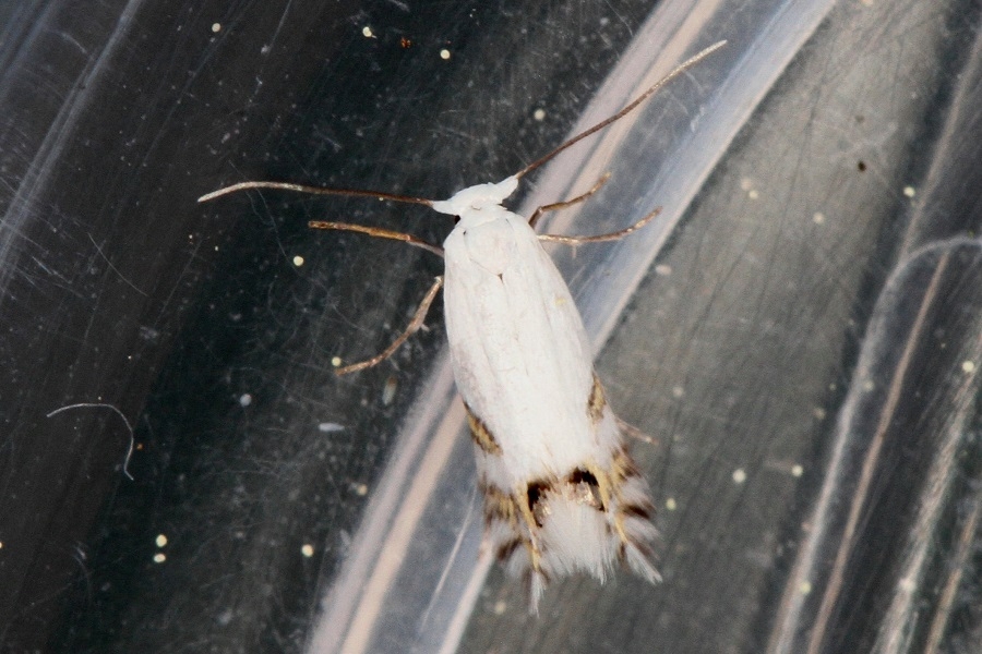 Leucoptera laburnella