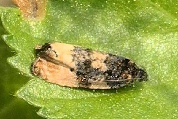 Metendothenia atropunctana