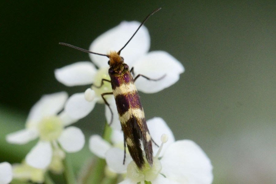 Micropterix aureatella