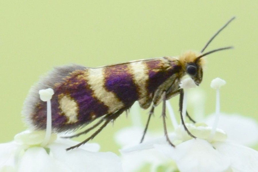 Micropterix aureatella