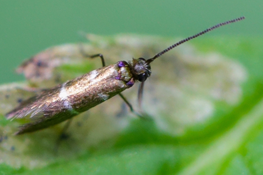 Micropterix aruncella