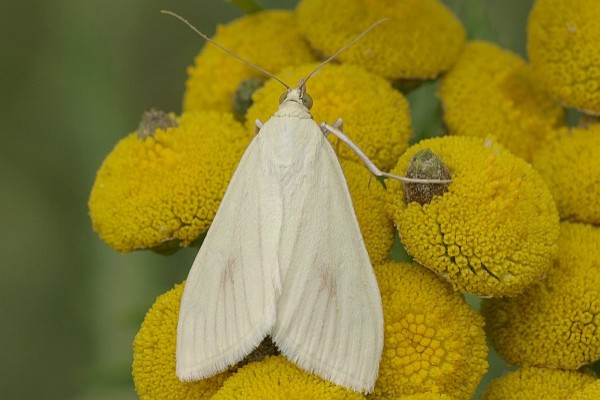 Möhrenzünsler