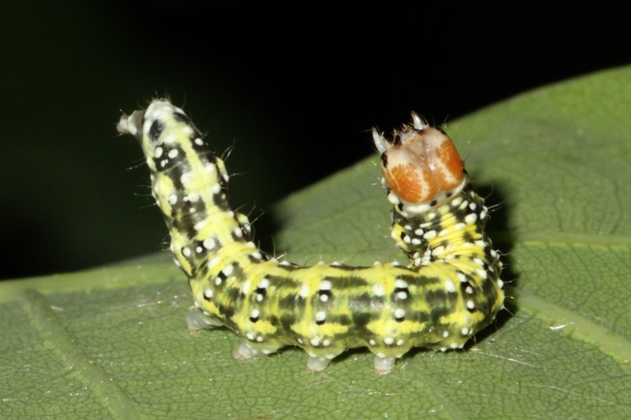 Moosgrüner Eulenspinner