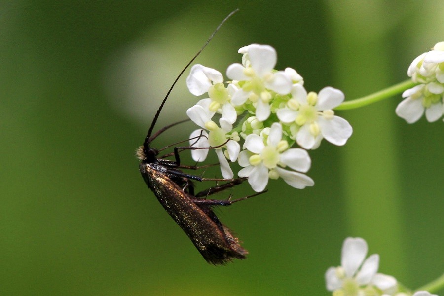 Nemophora minimella