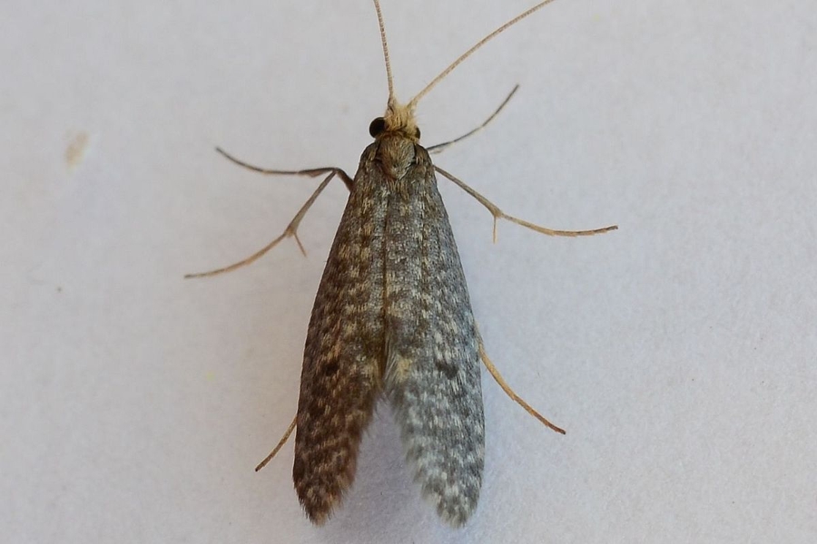 Nematopogon robertella