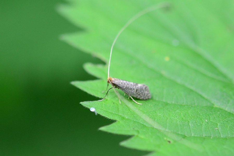 Nematopogon robertella