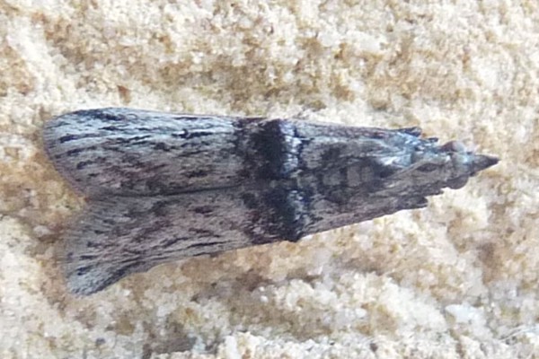 Nephopterix angustella