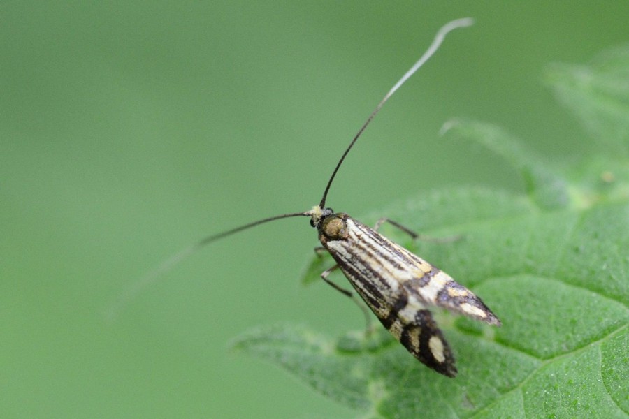 Ochsenheimers Langhornfalter