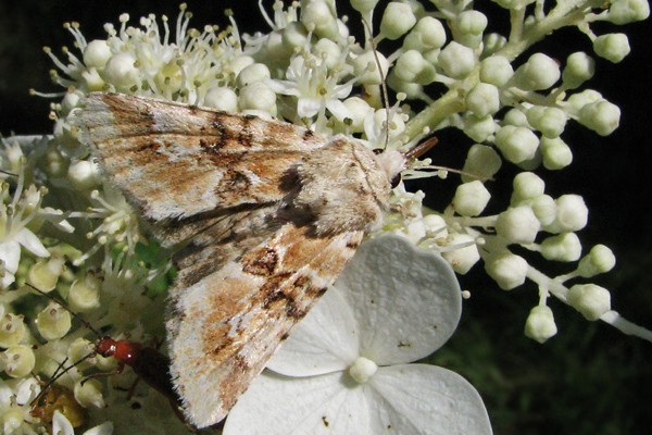 Ockerfarbene Queckeneule