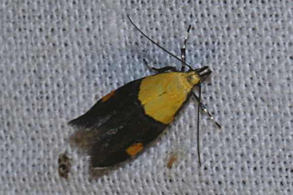 Oecophora bractella