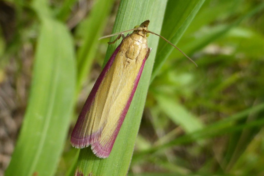 Oncocera semirubella