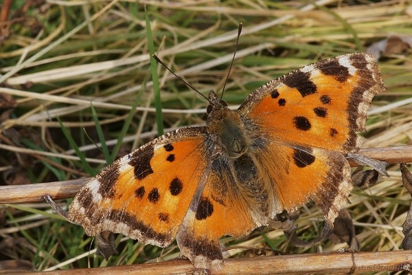 Östlicher Großer Fuchs