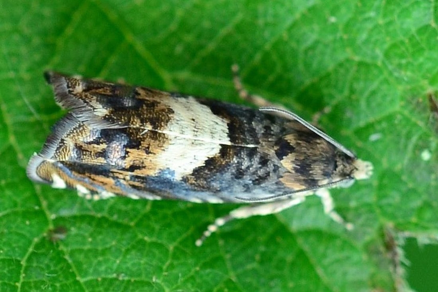 Pammene albuginana