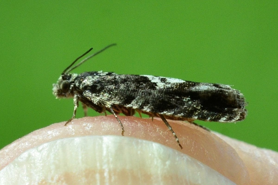 Pammene argyrana