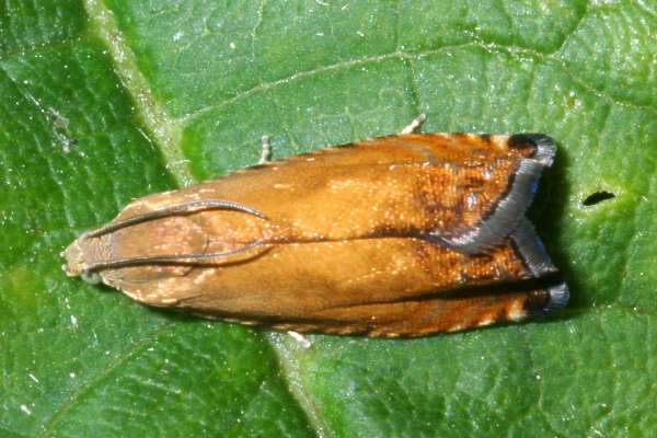 Goldgelber Bergahornwickler