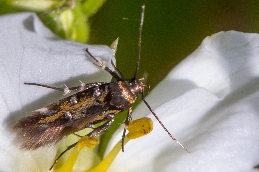 Pancalia leuwenhoekella