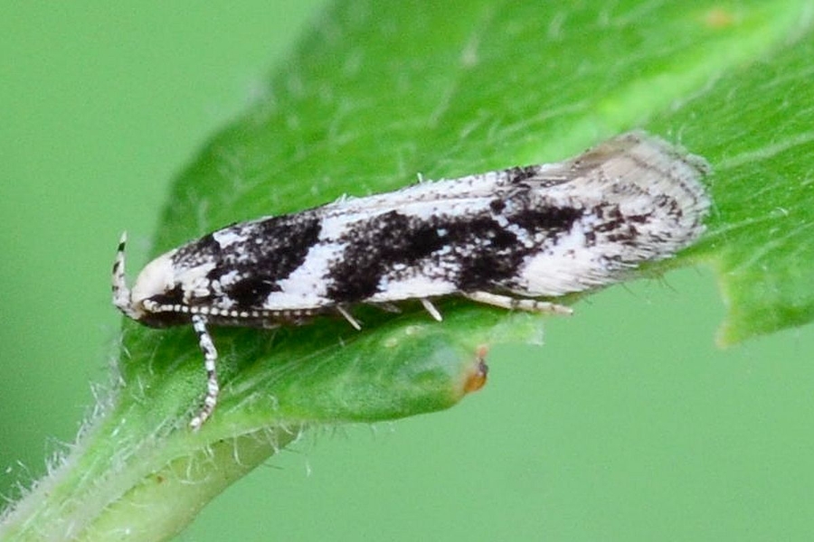 Parachronistis albiceps