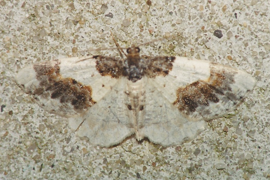 Pfaffenhütchen-Harlekin