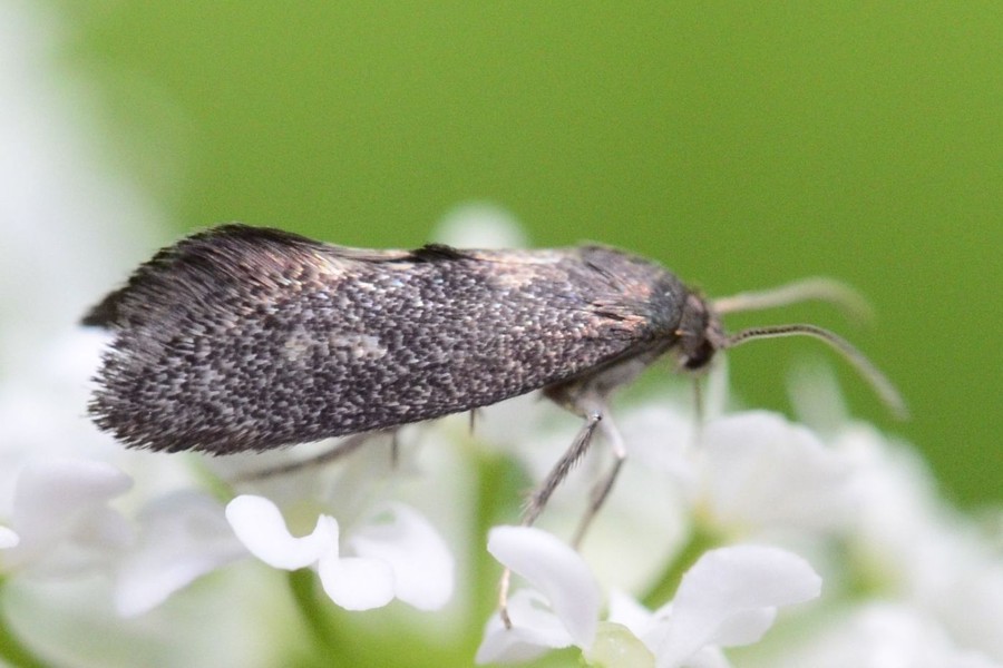 Phaulernis dentella