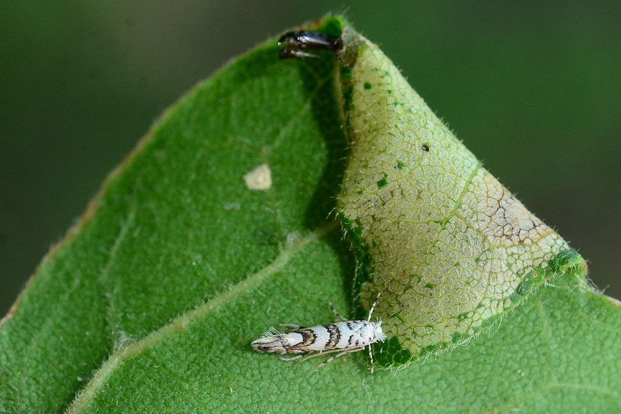 Phyllonorycter acerifoliella