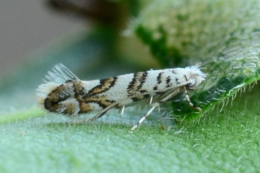 Phyllonorycter acerifoliella