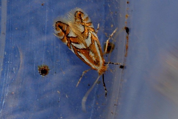 Phyllonorycter blancardella