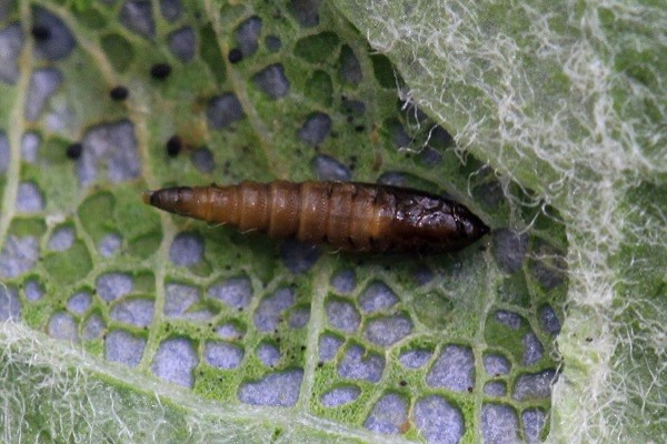 Phyllonorycter blancardella