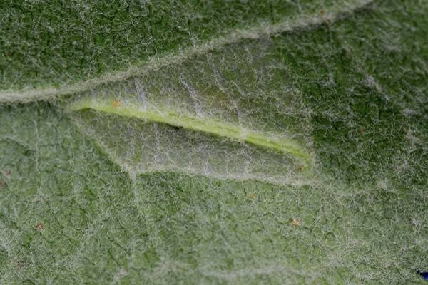 Phyllonorycter blancardella