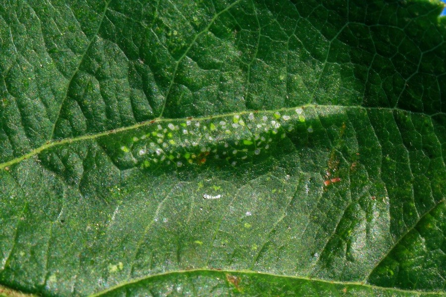 Phyllonorycter blancardella