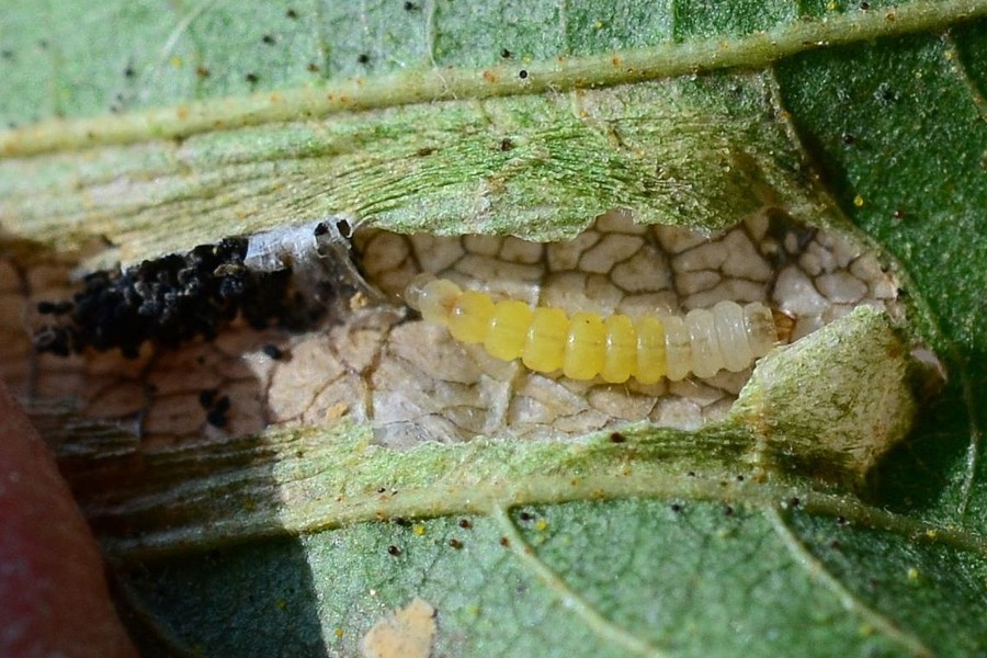 Phyllonorycter klemannella