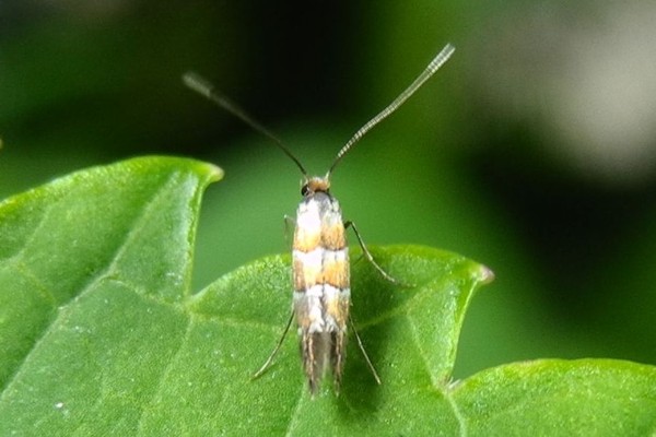 Phyllonorycter klemannella