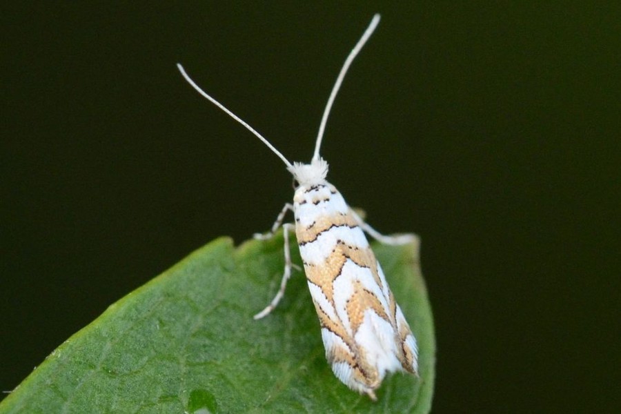 Phyllonorycter kuhlweiniella