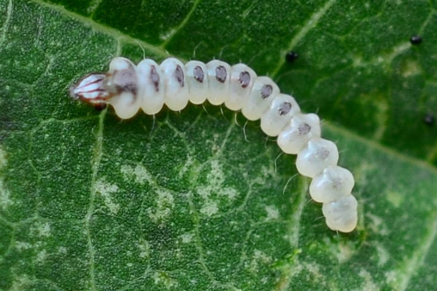 Phyllonorycter coryli