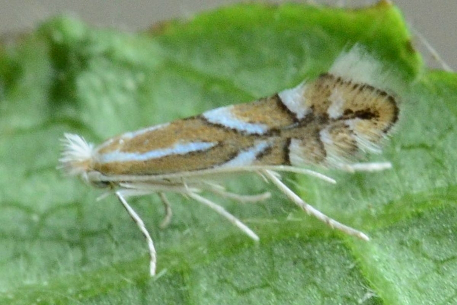 Phyllonorycter coryli