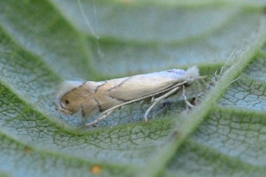 Phyllonorycter harrisella