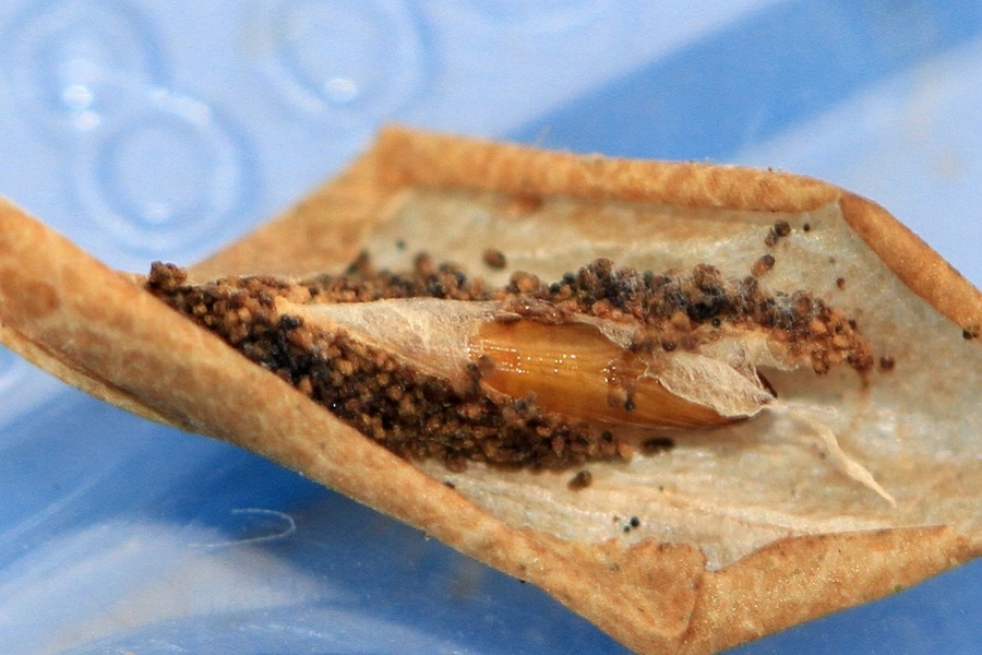 Phyllonorycter harrisella