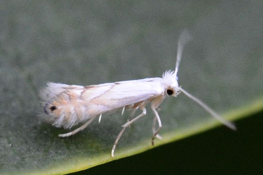 Phyllonorycter heegeriella