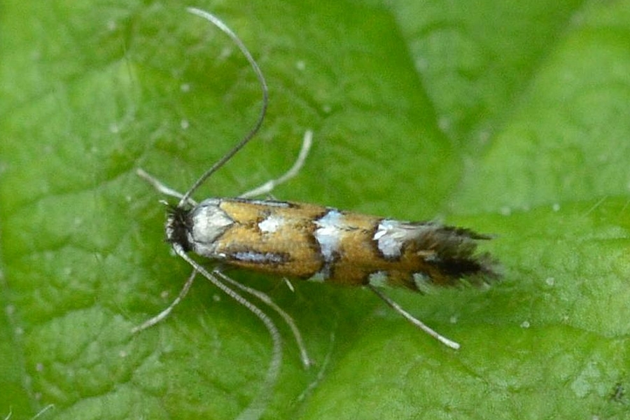 Phyllonorycter lautella