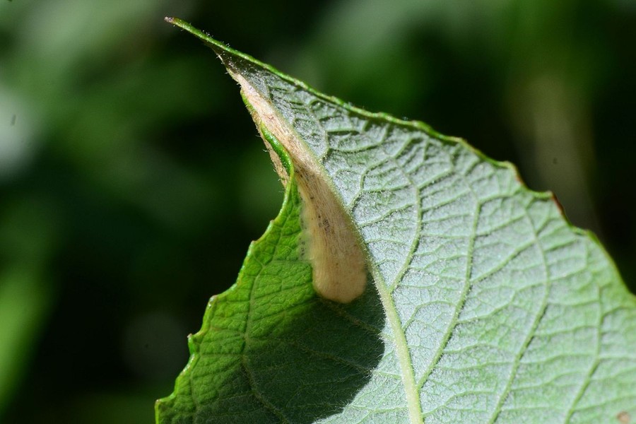 Phyllonorycter salicicolella