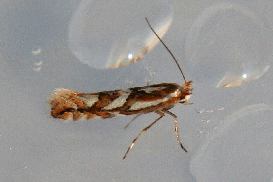 Phyllonorycter oxyacanthae