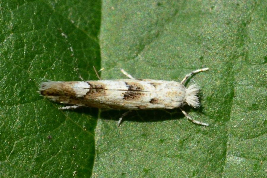 Phyllonorycter sagitella