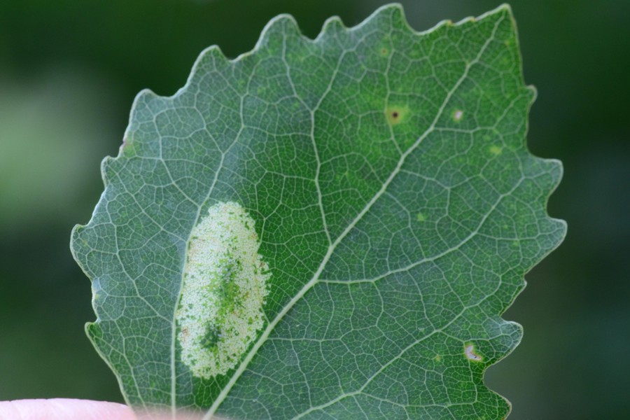 Phyllonorycter sagitella