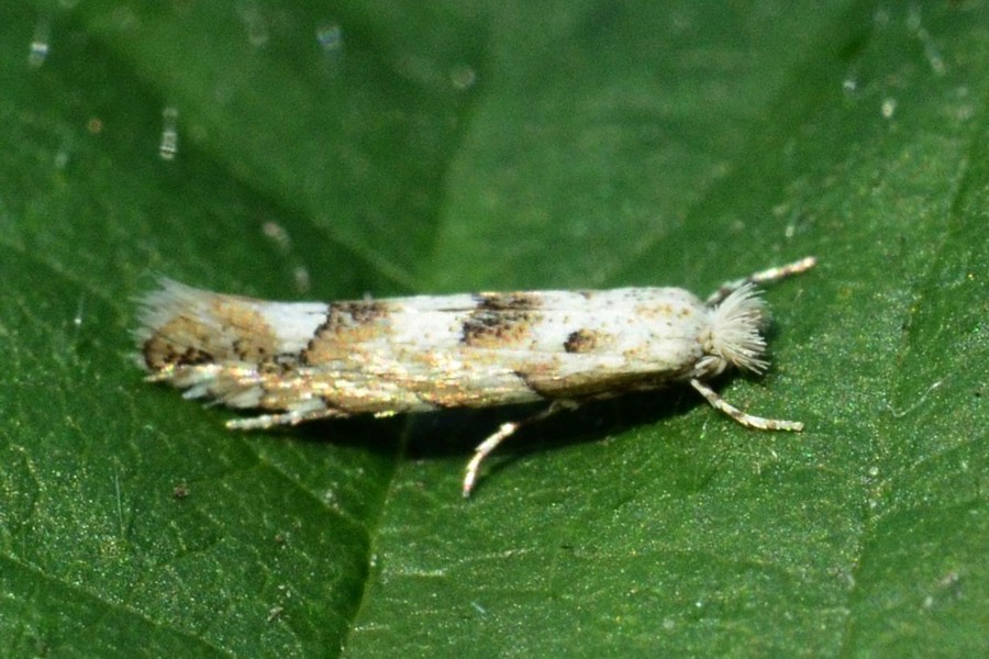 Phyllonorycter sagitella