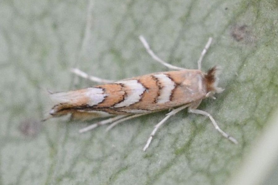 Phyllonorycter muelleriella